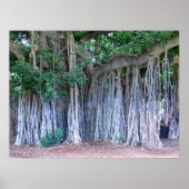 Banyan Tree Poster (Voorkant)