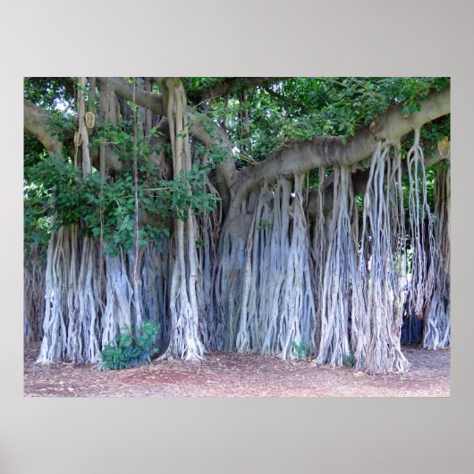 Banyan Tree Poster (Voorkant)