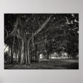 BANYAN TREE ROOT STRUCTURE POSTER (Voorkant)