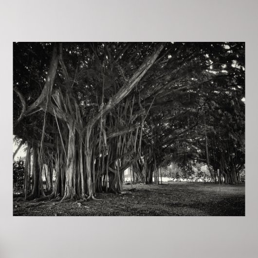 BANYAN TREE ROOT STRUCTURE POSTER (Voorkant)