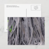 Banyan Tree Trunk Briefkaart (Voorkant / Achterkant)