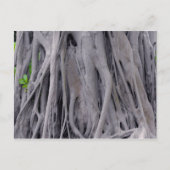 Banyan Tree Trunk Briefkaart (Voorkant)