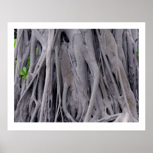 Banyan Tree Trunk Poster (Voorkant)