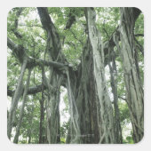 Banyan Tree Vierkante Sticker (Voorkant)