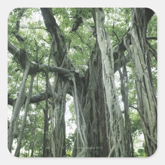 Banyan Tree Vierkante Sticker (Voorkant)