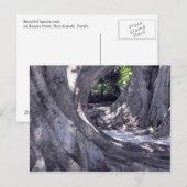 Banyan Trees Briefkaart (Voorkant / Achterkant)