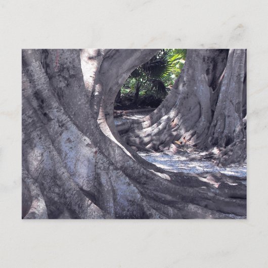 Banyan Trees Briefkaart (Voorkant)