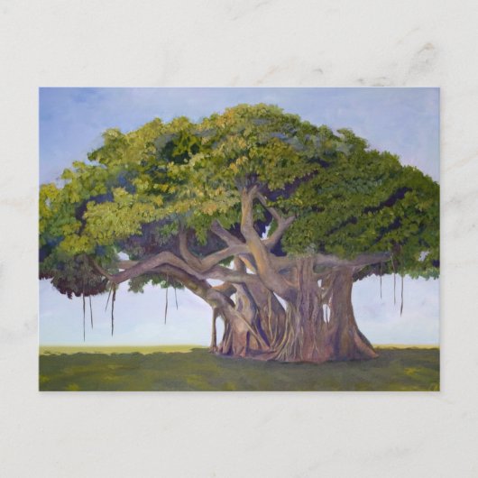 Banyan van MacArthur Briefkaart (Voorkant)