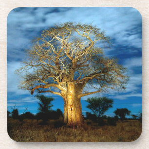 Baobab (Adansonia) Boom Verlicht Door De Maan Drankjes Onderzetter