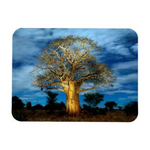Baobab (Adansonia) boom verlicht door de maan Magneet