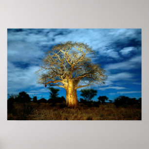 Baobab (Adansonia) Boom Verlicht Door De Maan Poster