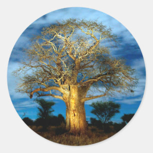 Baobab (Adansonia) boom verlicht door de maan Ronde Sticker