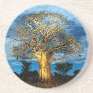 Baobab (Adansonia) boom verlicht door de maan Zandsteen Onderzetter
