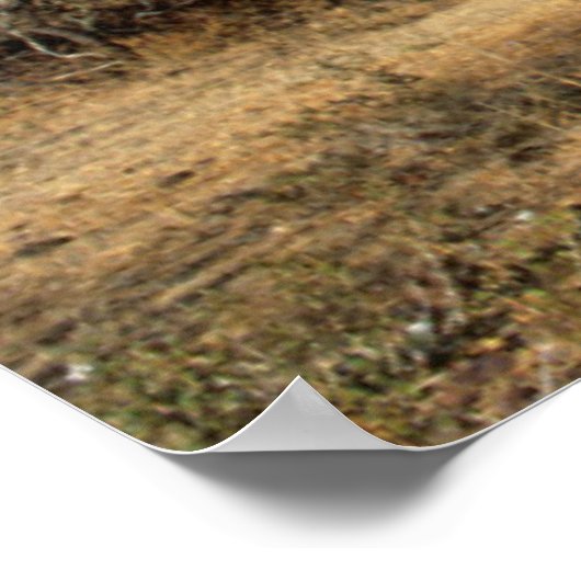 Baobab (Adansonia Digitata), Kruger National Poster (Hoek)