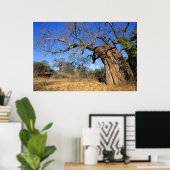 Baobab (Adansonia Digitata), Kruger National Poster (Thuiskantoor)