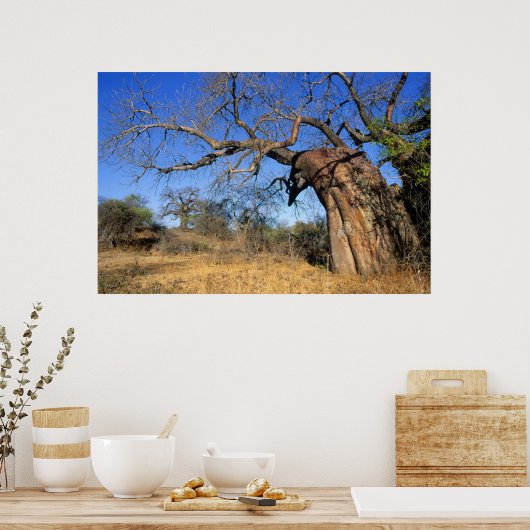 Baobab (Adansonia Digitata), Kruger National Poster (Keuken)