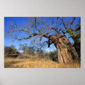 Baobab (Adansonia Digitata), Kruger National Poster (Voorkant)