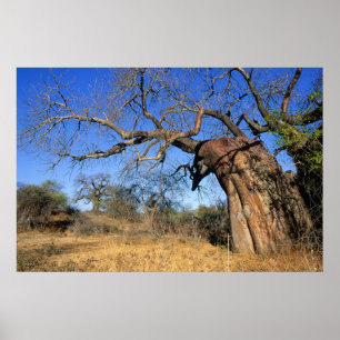 Baobab (Adansonia Digitata), Kruger National Poster