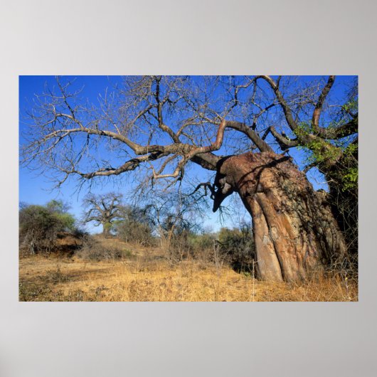 Baobab (Adansonia Digitata), Kruger National Poster (Voorkant)