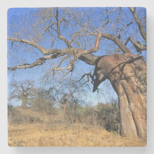 Baobab (Adansonia Digitata), Kruger National Stenen Onderzetter (Voorkant)