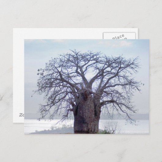Baobab (Adansonia Digitata), Luanda Briefkaart (Voorkant / Achterkant)