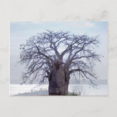 Baobab (Adansonia Digitata), Luanda Briefkaart (Voorkant)