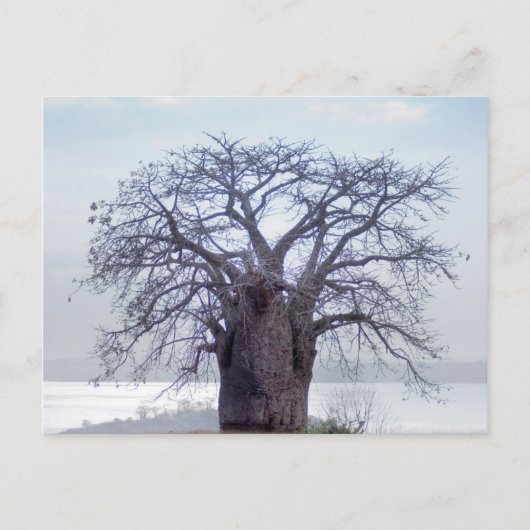 Baobab (Adansonia Digitata), Luanda Briefkaart (Voorkant)