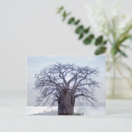 Baobab (Adansonia Digitata), Luanda Briefkaart (Staand voorkant)