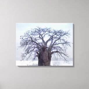 Baobab (Adansonia Digitata), Luanda Canvas Afdruk