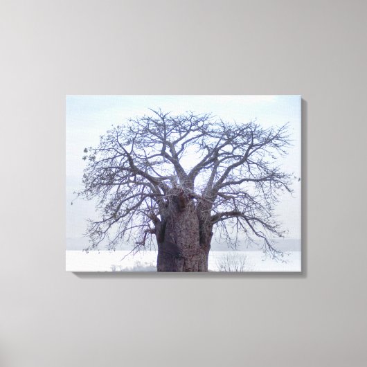 Baobab (Adansonia Digitata), Luanda Canvas Afdruk (Voorkant)