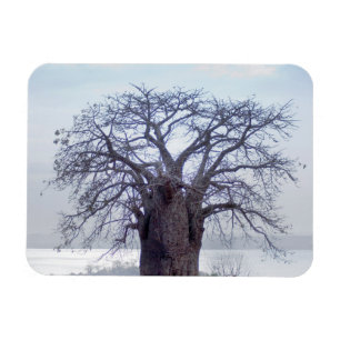 Baobab (Adansonia Digitata), Luanda Magneet
