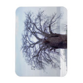 Baobab (Adansonia Digitata), Luanda Magneet (Verticaal)