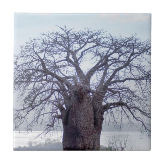 Baobab (Adansonia Digitata), Luanda Tegeltje (Voorkant)