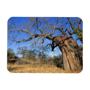 Baobab (Adansonia Digitata), Nationaal park Kruger Magneet