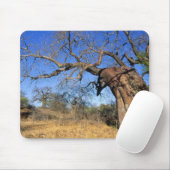Baobab (Adansonia Digitata), Nationaal park Kruger Muismat (Met muis)