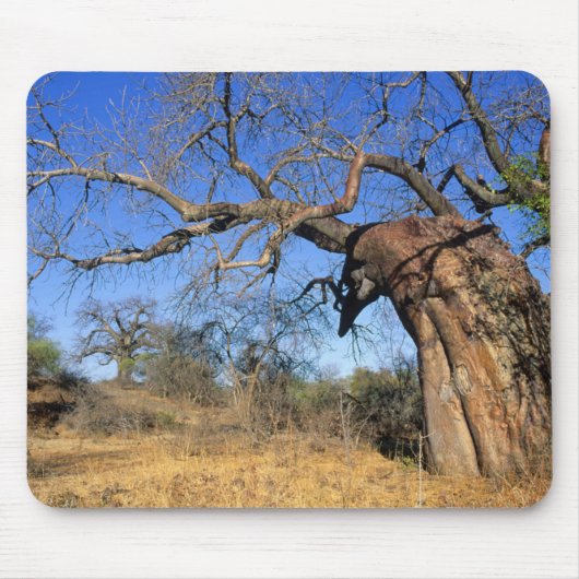 Baobab (Adansonia Digitata), Nationaal park Kruger Muismat (Voorkant)
