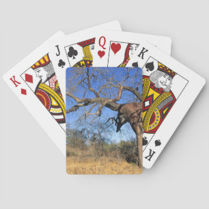 Baobab (Adansonia Digitata), Nationaal park Kruger Pokerkaarten