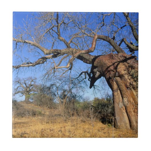 Baobab (Adansonia Digitata), Nationaal park Kruger Tegeltje (Voorkant)