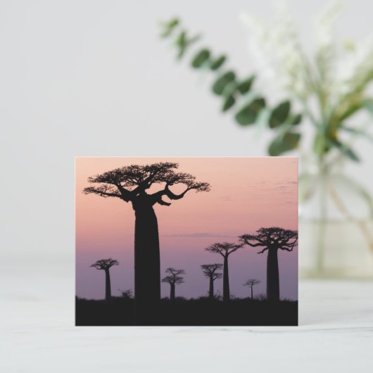 Baobab Alley', Madagascar, Morondava, Afrika, Briefkaart (Staand voorkant)
