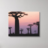 Baobab Alley', Madagascar, Morondava, Afrika, Canvas Afdruk (Voorkant)