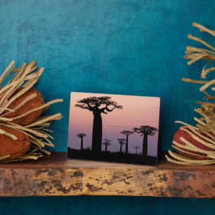 Baobab Alley', Madagascar, Morondava, Afrika, Fotoplaat