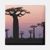 Baobab Alley', Madagascar, Morondava, Afrika, Magneet (Voorkant)