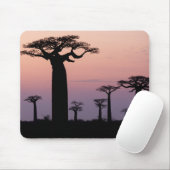 Baobab Alley', Madagascar, Morondava, Afrika, Muismat (Met muis)