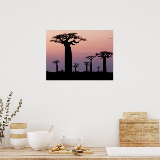 Baobab Alley', Madagascar, Morondava, Afrika, Poster (Keuken)