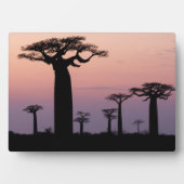 Baobab Alley', Madagaskar, Morondava, Afrika, Fotoplaat (voorkant)