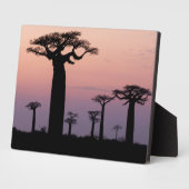Baobab Alley', Madagaskar, Morondava, Afrika, Fotoplaat (Zijkant)