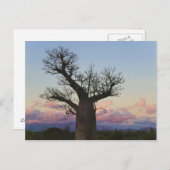 Baobab-bomen, Berenty, Toliara, Madagaskar Briefkaart (Voorkant / Achterkant)