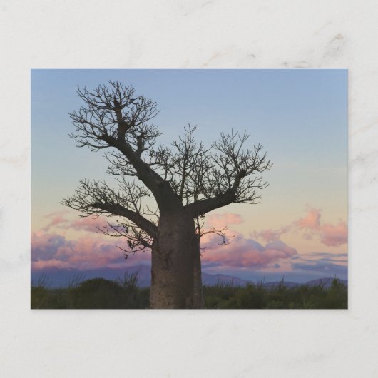 Baobab-bomen, Berenty, Toliara, Madagaskar Briefkaart (Voorkant)