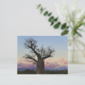 Baobab-bomen, Berenty, Toliara, Madagaskar Briefkaart (Staand voorkant)