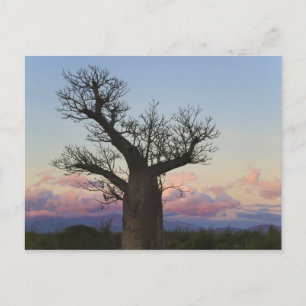 Baobab-bomen, Berenty, Toliara, Madagaskar Briefkaart